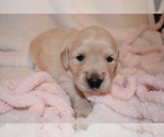 Small Photo #51 Golden Retriever Puppy For Sale in RICHMOND, TX, USA