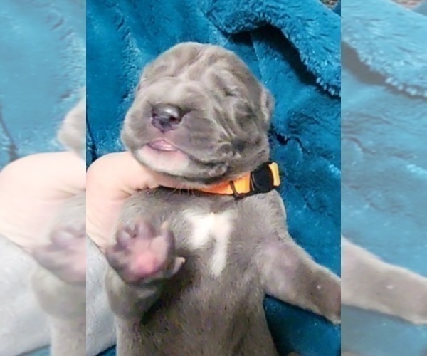 Medium Photo #4 Great Dane Puppy For Sale in OGDEN, UT, USA