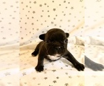 Small Photo #4 French Bulldog Puppy For Sale in PORTLAND, OR, USA