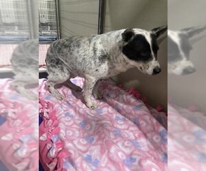 Australian Cattle Dog-Unknown Mix Dogs for adoption in Bakersfield, CA, USA