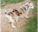 Small #1 Australian Shepherd