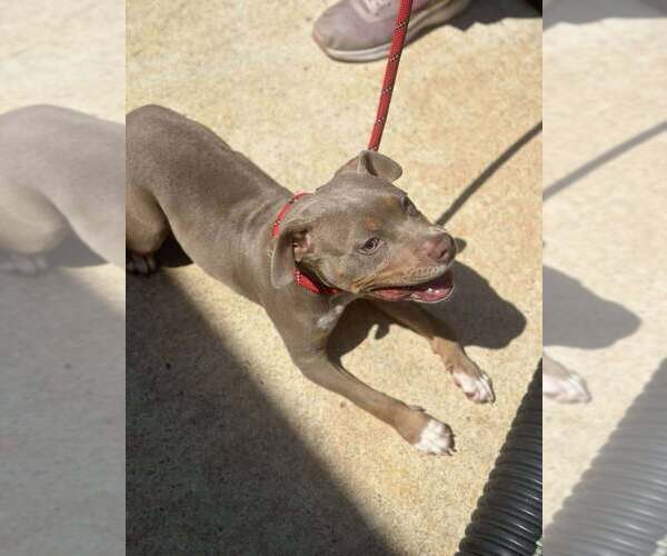 Medium Photo #12 American Pit Bull Terrier-Unknown Mix Puppy For Sale in New York, NY, USA