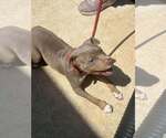Small #11 American Pit Bull Terrier Mix