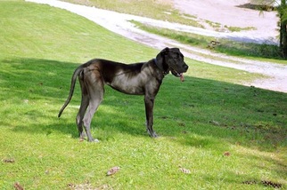 Great Dane Puppy for sale in BEREA, KY, USA