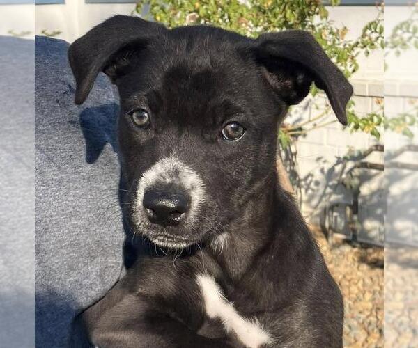 Medium Photo #2 Labrador Retriever-Unknown Mix Puppy For Sale in San Diego, CA, USA