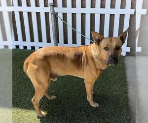 German Shepherd Dog-Unknown Mix Dogs for adoption in Modesto, CA, USA