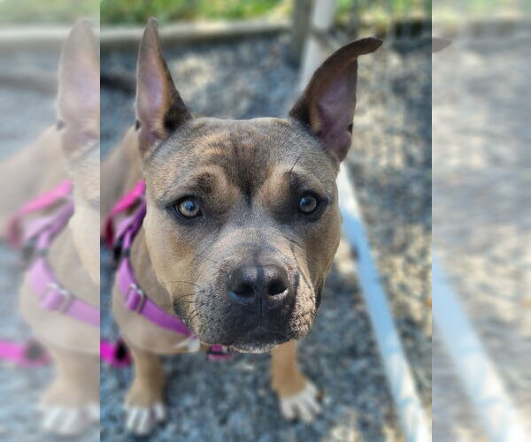 Medium Photo #1 American Staffordshire Terrier Puppy For Sale in Sayreville, NJ, NJ, USA
