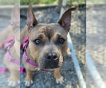 Small American Staffordshire Terrier