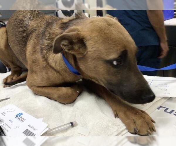 Medium Photo #1 Rhodesian Ridgeback-Unknown Mix Puppy For Sale in Riverside, CA, USA