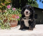 Small #8 Miniature Bernedoodle