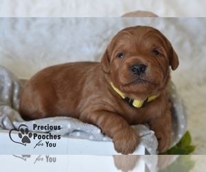 Goldendoodle (Miniature) Puppy for Sale in SALEM, Ohio USA