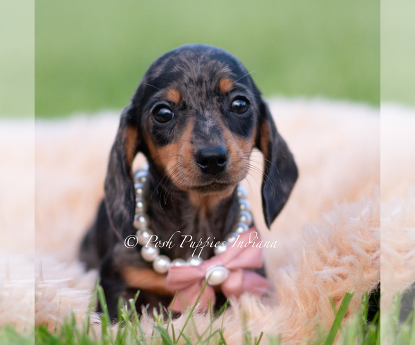 Medium Photo #5 Dachshund Puppy For Sale in WARSAW, IN, USA