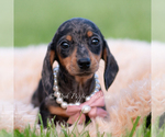 Small #4 Dachshund