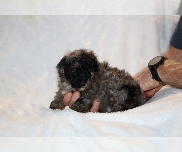 Medium Photo #6 ShihPoo Puppy For Sale in DYERSBURG, TN, USA