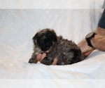 Small #5 ShihPoo