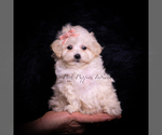 Small Photo #66 Maltipoo (Toy) Puppy For Sale in WARSAW, IN, USA