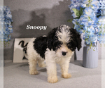 Small #1 Cavapoo