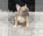 Small Photo #4 French Bulldog Puppy For Sale in WEST COLUMBIA, SC, USA