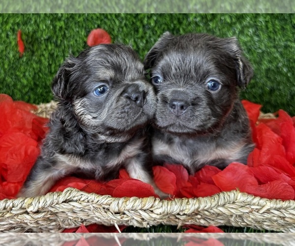 Medium Photo #3 French Bulldog Puppy For Sale in SPRINGFIELD, MO, USA