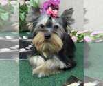 Small #6 Yorkshire Terrier