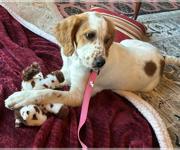 Medium Photo #3 Brittany-English Setter Mix Puppy For Sale in Curwensville, PA, USA
