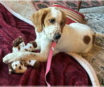Small #2 Brittany-English Setter Mix