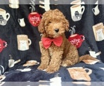 Small Cavapoo