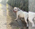 Small #2 Olde Bulldog