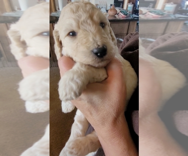 Medium Photo #7 Labradoodle Puppy For Sale in LANNON, WI, USA