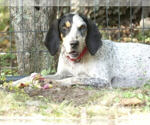 English Coonhound Dogs for adoption in Westminster, MD, USA