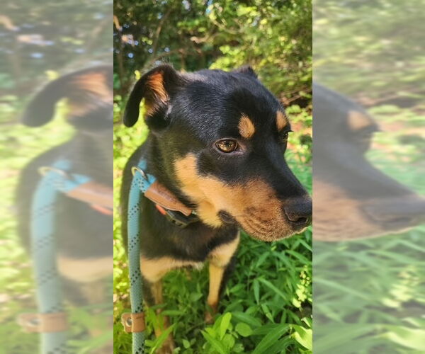 Medium Photo #10 Border Collie-Unknown Mix Puppy For Sale in Brewster, NY, USA