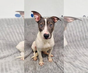 Mutt Dogs for adoption in Lake City, MI, USA