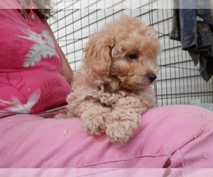 Pomeranian-Poodle (Toy) Mix Puppy for sale in SPOTSYLVANIA, VA, USA