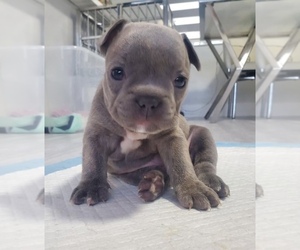 French Bulldog Puppy for sale in MIAMI, FL, USA