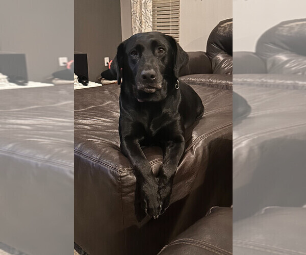 Medium Photo #1 Labrador Retriever Puppy For Sale in ASHEBORO, NC, USA