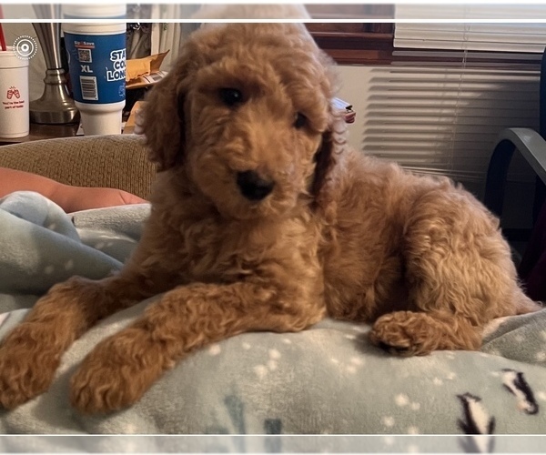Medium Photo #1 Poodle (Standard) Puppy For Sale in FRANKFORT, KY, USA