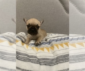 Faux Frenchbo Bulldog Puppy for sale in YORK, SC, USA