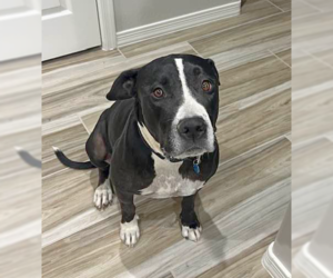 Bentley - Male American Pit Bull Terrier-Unknown Mix Dog for Adoption - Photo #3