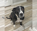 Small #2 American Pit Bull Terrier Mix