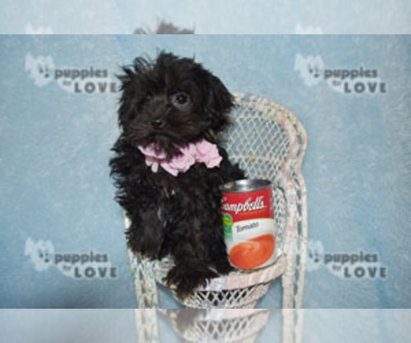 Medium Photo #7 Poodle (Toy)-Yorkshire Terrier Mix Puppy For Sale in SANGER, TX, USA