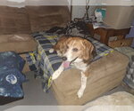Small #1 Beagle