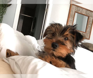 Yorkshire Terrier Puppy for sale in READING, MA, USA
