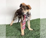 Small #1 German Shepherd Dog Mix