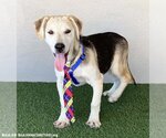 Small #1 Huskies  Mix