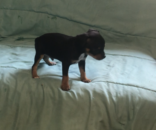 Medium Photo #3 Chihuahua Puppy For Sale in BLACKSTONE, VA, USA