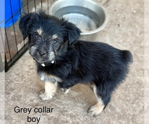 Medium Miniature Schnauzzie