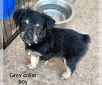 Puppy Clark Kent Miniature Schnauzzie