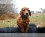 Small Photo #15 Poodle (Standard) Puppy For Sale in STOKESDALE, NC, USA