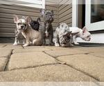 Small Photo #20 French Bulldog Puppy For Sale in KENDALL PARK, NJ, USA