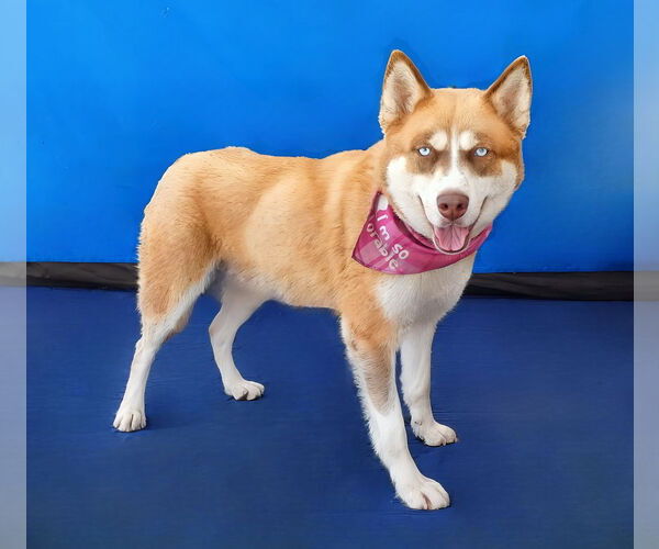 Medium Photo #2 Siberian Husky Puppy For Sale in Pasadena, CA, USA